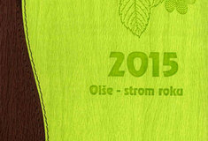 Lesy ČR: Stromem roku 2015 je olše