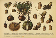 Lesy ČR podpořily digitalizaci odborných časopisů z oblasti lesnictví a myslivosti