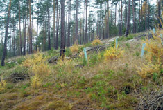 Lesy ČR pomáhají i&nbsp;drobným vlastníkům