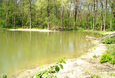 LČR podpořil populace vzácných obojživelníků v lužních lesích střední Moravy