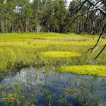 male-mechove-jezirko