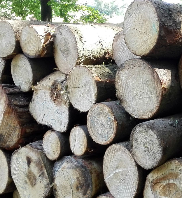 Projekt zmapoval objem a sortiment dříví zpracovaného v roce 2013 v České republice