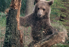 Letní kolo fotografické soutěže „Les očima lesníka“
