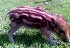 Přichází období kladení mláďat volně žijících druhů zvěře