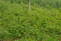 Buk lesní na revíru Mohelno