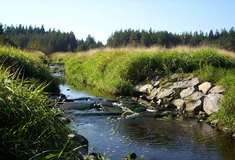 Lesy ČR zachránily mokřady u bývalé vodní nádrže Velký Černý na Chrudimsku