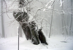 Významné stromy ve Zlínském kraji