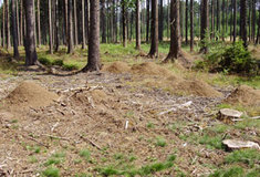 Zajímavosti o mravencích aneb co jste o nich nevěděli