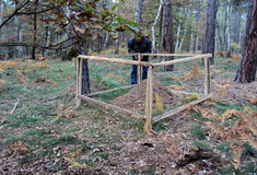 Lesy ČR podporují biologickou ochranu lesa prostřednictvím lesních mravenců