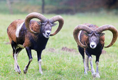 Fotografování přírody není jen doménou mužů