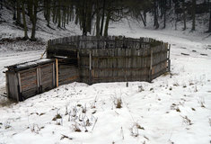 Zítra čeká muflony z obory Vřísek u České Lípy export do Bulharska