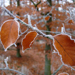 namraza-na-listech-kjucukov