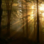 nf-1-lukas-vitek-565