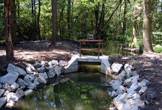 Lužní les se bez vody neobejde