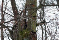 Poslanci ve shodě se senátory: Všem budou nadále vypláceny náhrady za újmy způsobené ztíženým hospodařením v lesích kvůli ochraně přírody