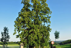 Ošetření Novodvorské aleje