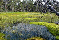 Národní přírodní rezervace Rejvíz