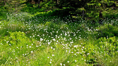 Technicko-přírodní naučná stezka Černá Nisa
