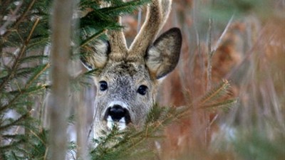 Technicko-přírodní naučná stezka Černá Nisa