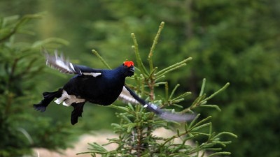 Technicko-přírodní naučná stezka Černá Nisa