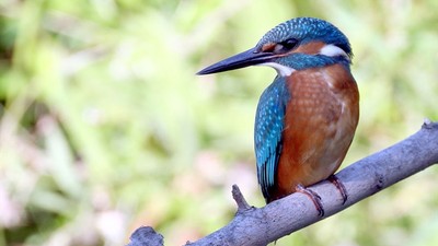 Okolím Karlovských rybníků za poznáním