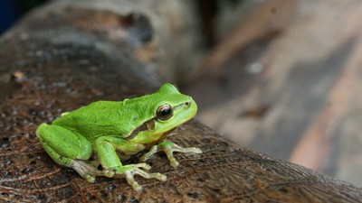 Okolím Karlovských rybníků za poznáním