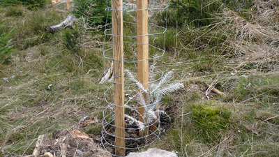 Kralický Sněžník