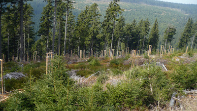 Kralický Sněžník