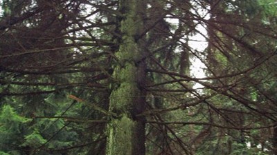 Naučná stezka Vejprty