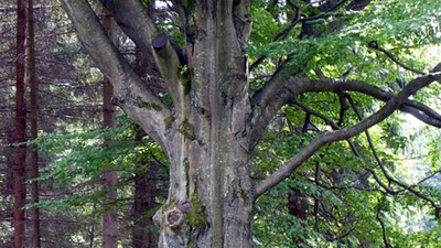 Údolím lapků z Drakova