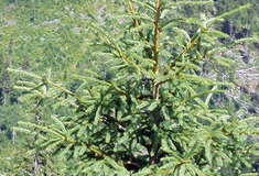 Obnovou lesů v Krušných horách se zabývá Vláda ČR