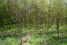 Odborná správa lesů