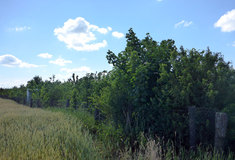 Lesníci v Jihomoravském kraji chrání zemědělskou půdu pomocí větrolamů