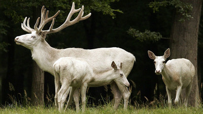 UKÁZKOVÁ OBŮRKA V OBOŘE ŽLEBY