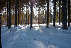 Využívání lesních pozemků k jiným účelům