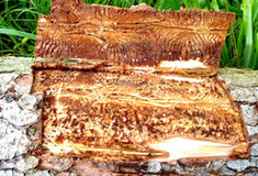 Ochrana lesa na Lesní správě Domažlice