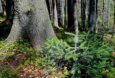 Pěstování jedle na lesní správě Jablunkov