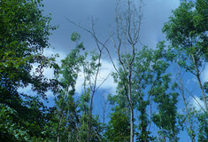 Chřadnutí jasanů na lesní správě Bučovice, revír Bílý Vlk