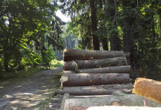 Rekordní příspěvek do státní pokladny: Lesy ČR letos odvedly více než 8,2 miliardy korun