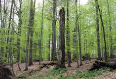 Naučná stezka Okolo Kozlu