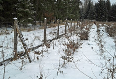 Ochrana mladých lesních porostů na Lesní správě Třebíč v oblasti s vysokými stavy černé zvěře