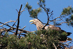 Orel mořský v revíru Pozďatín
