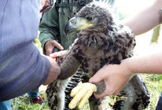 Orel mořský na revíru „Temník“