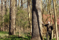 Síje lesních dřevin