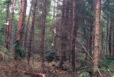 Vichřice nejvíce potrápila Hanušovicko, město Králíky zakázalo vstup do lesa