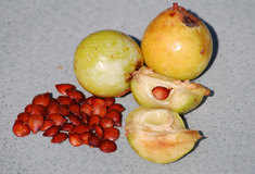 O jeřábu oskeruši