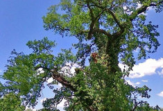 Lesy ČR omladily památnou dubovou alej v Hrádku u Lázní Bohdaneč na Pardubicku