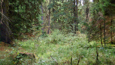 PŘÍRODNÍ REZERVACE PANSKÉ LOUKY