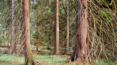 PŘÍRODNÍ REZERVACE PANSKÉ LOUKY