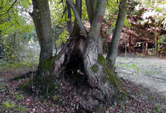 Pozvánka na výlet za zajímavými stromy na revíru Bučín